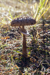 Грибы/mushroom