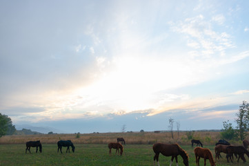 herd of horses on pasture