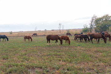 Naklejka na ściany i meble herd of horses on pasture