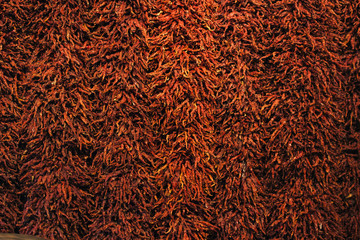 Wall of Dried Red Chillies.