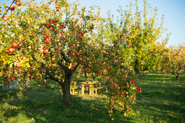 Apple garden nature background sunny autumn day. Gardening and harvesting. Fall apple crops organic...