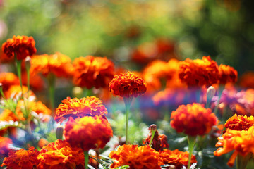 Obraz na płótnie Canvas blooming marigolds in the garden with a rainbow