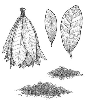 Tobacco plant leaf illustration, drawing, engraving, ink, line art, vector