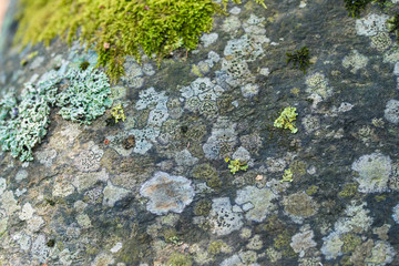 Moss on a rock