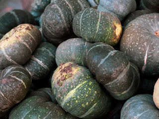 A lot of green colour pumpkins. Heap of autumn harvest.