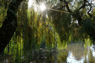 Jesień - wierzba płacząca (Salix ×sepulcralis 'Chrysocoma) w parku nad stawem © Iwona