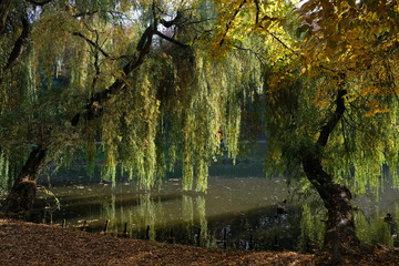 Jesień - wierzba płacząca (Salix ×sepulcralis 'Chrysocoma) w parku nad stawem © Iwona