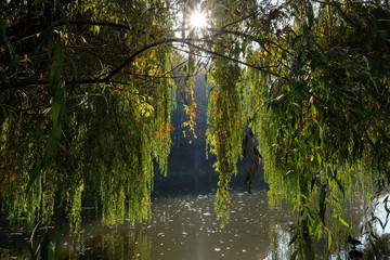 Jesień - wierzba płacząca (Salix ×sepulcralis 'Chrysocoma) w parku nad stawem © Iwona