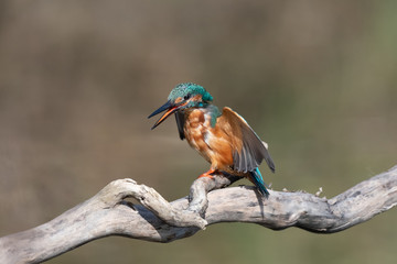 Eisvogel
