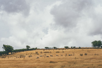 Fototapeta na wymiar Sheep graze on parched ground during the heatwave of 2018