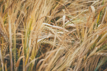 Macro close up of a wheat field
