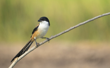 Beautiful bird Long-tailed Shrike perched on branch with blur green background, Lanius schach