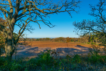Fototapeta na wymiar View of frosted savanna through bare trees