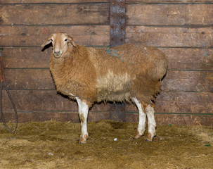 one sheep on a truck