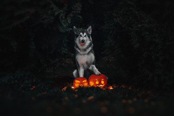 Halloween dogs with pumpkins