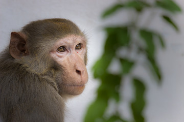 The Rhesus Macaque Monkey sleeping on the tree in its natural habitat.