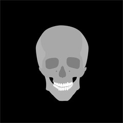 Gray Skull Vector