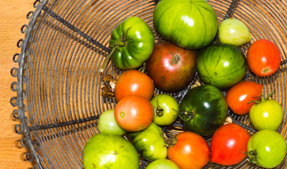 Tomatoes colored, ripe and immature in a wire basket.