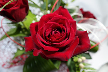 Rose rosse