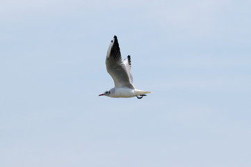 MOUETTE