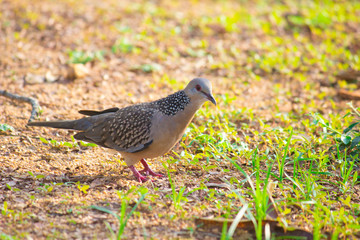 Pigeons and doves constitute the bird family Columbidae and the order Columbiformes, which includes about 42 genera and 310 species. The related word 