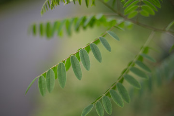 a delicate twig of acacia