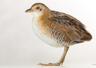 Bird or birds (including chickens, ducks, geese, pheasants) are of the Aves class Chordate. Warm-blooded animal baht twitter on a white background