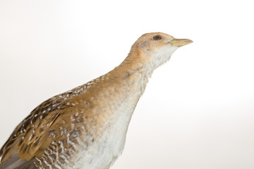 Bird or birds (including chickens, ducks, geese, pheasants) are of the Aves class Chordate. Warm-blooded animal baht twitter on a white background