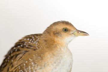 Bird or birds (including chickens, ducks, geese, pheasants) are of the Aves class Chordate. Warm-blooded animal baht twitter on a white background