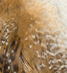 background pheasant bird feathers