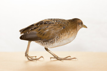 Bird or birds (including chickens, ducks, geese, pheasants) are of the Aves class Chordate. Warm-blooded animal baht twitter on a white background