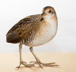 Bird or birds (including chickens, ducks, geese, pheasants) are of the Aves class Chordate. Warm-blooded animal baht twitter on a white background