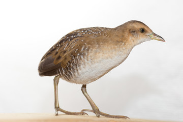Bird or birds (including chickens, ducks, geese, pheasants) are of the Aves class Chordate. Warm-blooded animal baht twitter on a white background