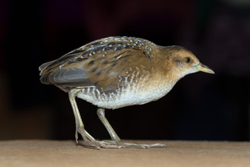 Bird or birds (including chickens, ducks, geese, pheasants) are of the Aves class Chordate. Warm-blooded animal baht twitter on a black background