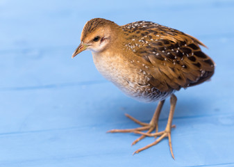 Bird or birds (including chickens, ducks, geese, pheasants) are of the Aves class Chordate. Warm-blooded animal baht twitter on a blue background