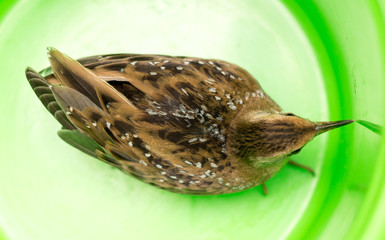 Bird or birds (including chickens, ducks, geese, pheasants) are of the Aves class Chordate. Warm-blooded animal baht twitter on a green background