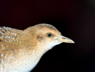 Bird or birds (including chickens, ducks, geese, pheasants) are of the Aves class Chordate. Warm-blooded animal baht twitter on a black background