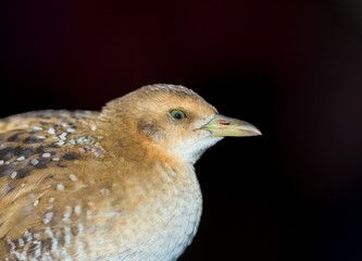 Bird or birds (including chickens, ducks, geese, pheasants) are of the Aves class Chordate. Warm-blooded animal baht twitter on a black background