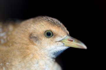 Bird or birds (including chickens, ducks, geese, pheasants) are of the Aves class Chordate. Warm-blooded animal baht twitter on a black background
