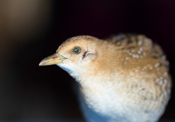 Bird or birds (including chickens, ducks, geese, pheasants) are of the Aves class Chordate. Warm-blooded animal baht twitter on a black background