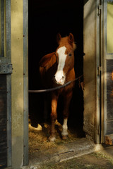 brown horse in the stable