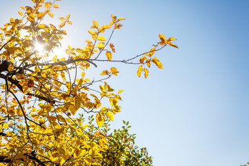 Autumn leaves with the blue sky background
