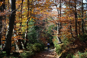 Fototapeta premium Polska, góry Gorce - turystka na szlaku wśród jesiennych drzew