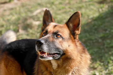 Closeup of a young adorable purebred german shepherd watching dog