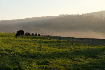 Polska, góry Gorce - pasące się krowy o zachodzie słońca © Iwona