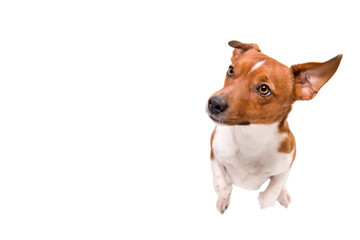 small dog is sitting on his legs and looks upwards - Jack Russell Terrier Hound isolated against...