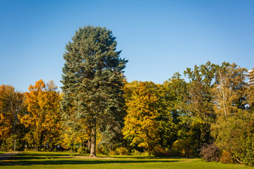 Colorful autumn leaves in park
