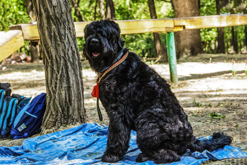 One big black dog Russian Black Terrier breed, sitting on the blue cover on the ground, with red leash. The tool for ajility on the background. Outdoors, sunny day