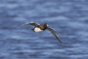 Eurasian wigeon (Mareca penelope)