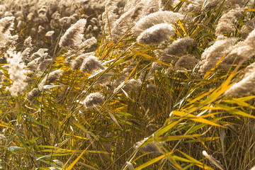 golden reeds in the wind at the end of summer